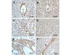 Collagen Type III Antibody in Immunohistochemistry (Paraffin) (IHC (P))