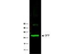 GFP Antibody in Western Blot (WB)