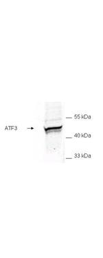 ATF3 Antibody in Western Blot (WB)