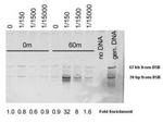 Mre11 Antibody in ChIP Assay (ChIP)