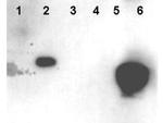 Phospho-HMGN (Ser20, Ser24) Antibody in Western Blot (WB)