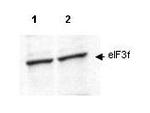 EIF3F Antibody in Western Blot (WB)
