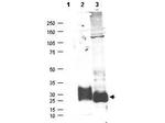 MAGP-2 Antibody in Western Blot (WB)