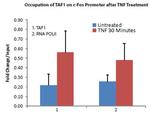 TAF1 Antibody in ChIP Assay (ChIP)
