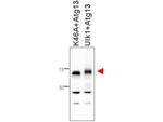 ATG13 Antibody in Western Blot (WB)