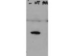 Phospho-HICE1 pS70 (Ser70) Antibody in Western Blot (WB)