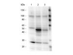 Phospho-HICE1 pS70 (Ser70) Antibody in Western Blot (WB)