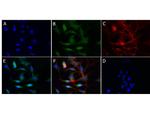 Cytochrome P450 Antibody in Immunocytochemistry (ICC/IF)