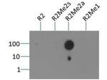 H3R3me2a Antibody in Dot Blot (DB)