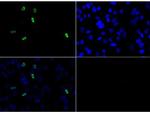 H3R3me2a Antibody in Immunocytochemistry (ICC/IF)