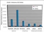 H3K4ac Antibody in ChIP Assay (ChIP)