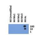 H3K4ac Antibody in Dot Blot (DB)