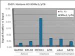 H3K9me1T6ph Antibody in ChIP Assay (ChIP)