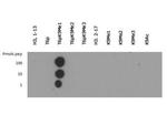 H3K9me1T6ph Antibody in Dot Blot (DB)