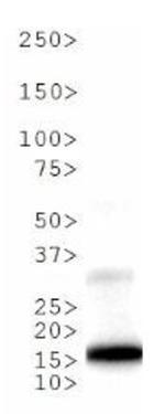 H3K9me1T6ph Antibody in Western Blot (WB)