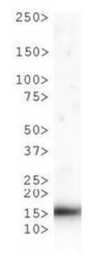 H3K9me1T6ph Antibody in Western Blot (WB)