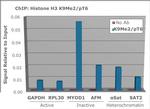 H3K9me2T6ph Antibody in ChIP Assay (ChIP)