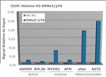 H3K9me3T6ph Antibody in ChIP Assay (ChIP)