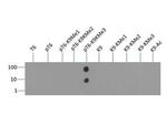 H3K9me3T6ph Antibody in Dot Blot (DB)