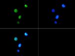 H3K9me3T6ph Antibody in Immunocytochemistry (ICC/IF)