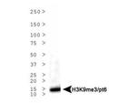 H3K9me3T6ph Antibody in Western Blot (WB)