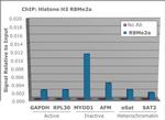 H3R8me2a Antibody in ChIP Assay (ChIP)