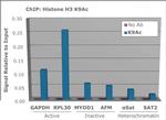 H3K9ac Antibody in ChIP Assay (ChIP)