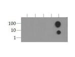 H3K9ac Antibody in Dot Blot (DB)