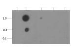 H3K18me2 Antibody in Dot Blot (DB)