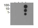 H3K23ac Antibody in Dot Blot (DB)