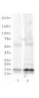 H3K23ac Antibody in Western Blot (WB)