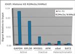 H3R2me2sK4me2 Antibody in ChIP Assay (ChIP)