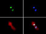 H3R2me2sK4me2 Antibody in Immunocytochemistry (ICC/IF)