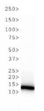 H3R2me2sK4me2 Antibody in Western Blot (WB)