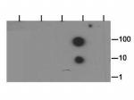 H3K37me2 Antibody in Dot Blot (DB)