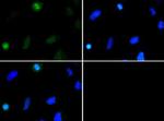 H3K37me2 Antibody in Immunocytochemistry (ICC/IF)