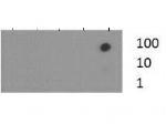 H3K37me3 Antibody in Dot Blot (DB)