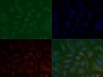 H3K37me3 Antibody in Immunocytochemistry (ICC/IF)