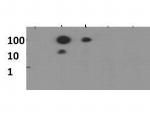 H3K56me1 Antibody in Dot Blot (DB)