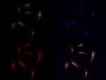 H3K56me1 Antibody in Immunocytochemistry (ICC/IF)