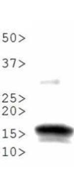 H3K56me1 Antibody in Western Blot (WB)