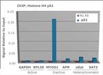 Phospho-Histone H10 (Ser1) Antibody in ChIP Assay (ChIP)