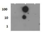 Phospho-Histone H10 (Ser1) Antibody in Dot Blot (DB)