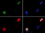 Phospho-Histone H10 (Ser1) Antibody in Immunocytochemistry (ICC/IF)