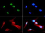 H4R3me1 Antibody in Immunocytochemistry (ICC/IF)