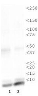 H4K16ac Antibody in Western Blot (WB)