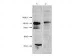 HDAC7 (N-terminus) Antibody in Western Blot (WB)