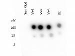 H3K27me1 Antibody in Dot Blot (DB)