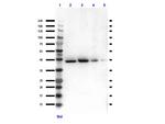 TGF beta Receptor 1 Antibody in Western Blot (WB)