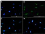 Foxp3 Antibody in Immunocytochemistry (ICC/IF)